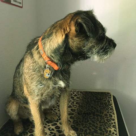 Obesek za kužke - Border terrier.