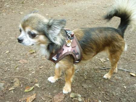 chihuahua dolgodlaka krem - obesek z gravuro