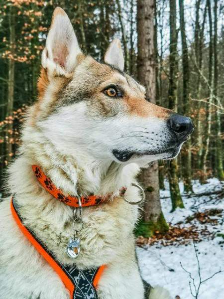 Medaglietta per cani personalizzata Cane lupo cecoslovacco