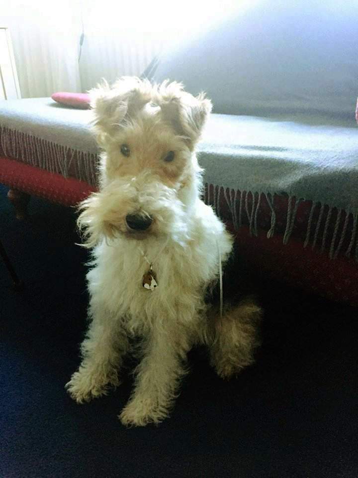 Fox terrier Scotty with new dog ID tag.