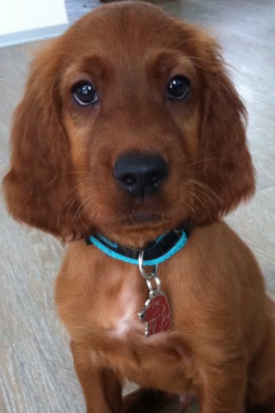 Obesek za psa z gravuro irski seter