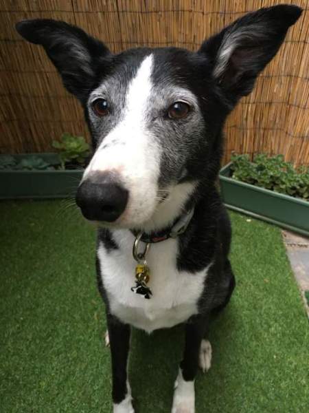 Jake iz Avstralije s svojim novim obeskom.