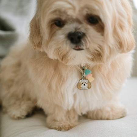 Obesek za psa z gravuro lhasa apso