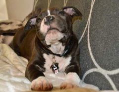 American staffordshire terrier Maxi wearing his new dog name tag.