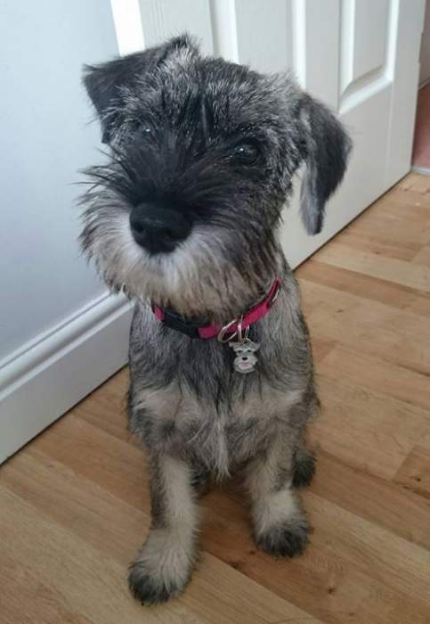Lottie, lovely standard Schnauzer with new collar tag.