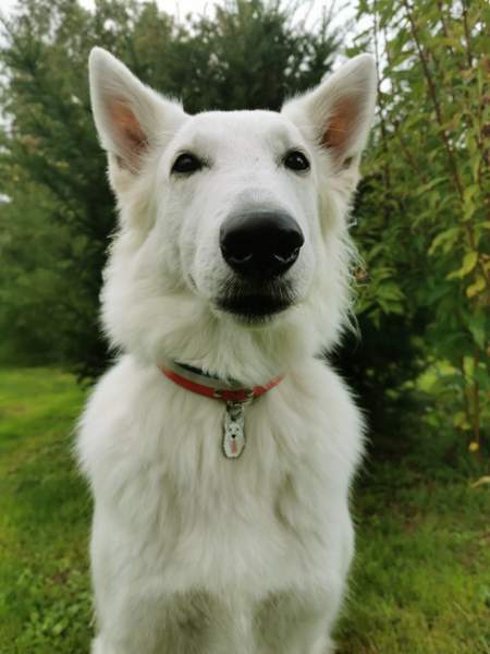 dog name id tag, white shepherd